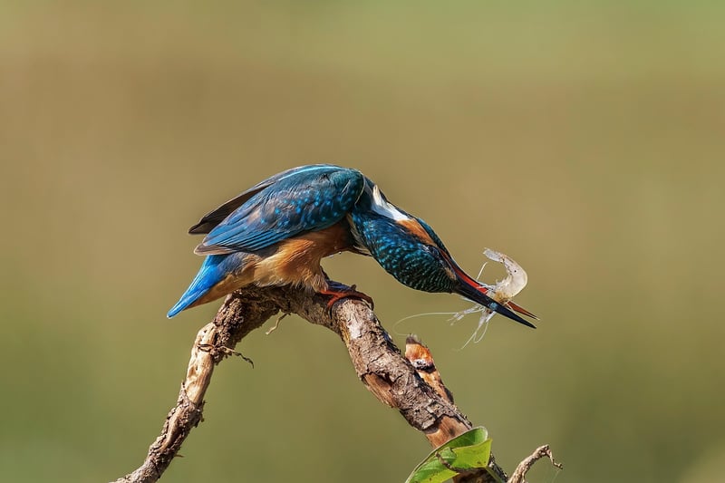 Kingfisher
