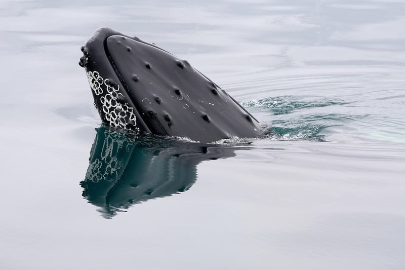 Humpback Whale